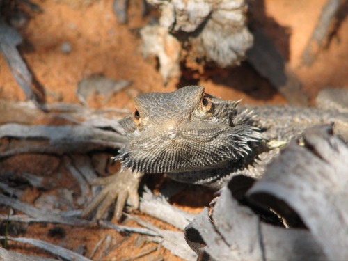 Bearded Dragon lizard Bearded Dragon lizard
