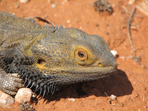 Bearded Dragon lizard Bearded Dragon lizard