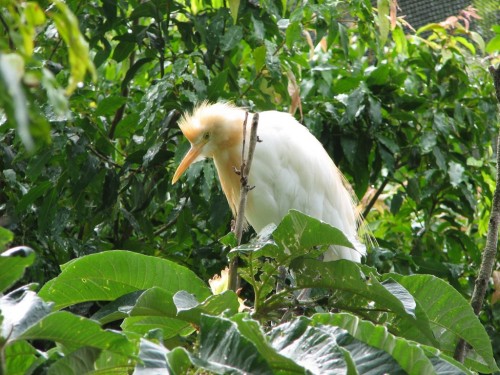 Cattle Egret, Adelaide Zoo Cattle Egret, Adelaide Zoo