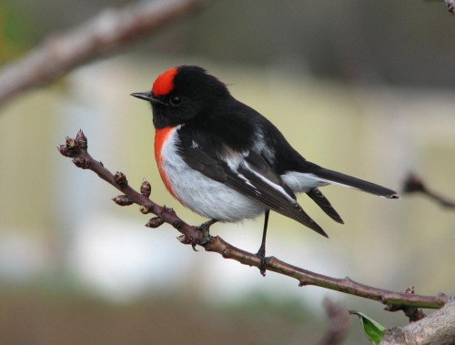 Red Capped Robin Red Capped Robin