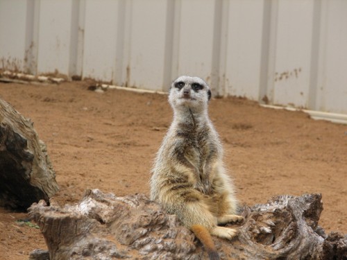 Meerkat, Monarto Zoo Meerkat, Monarto Zoo