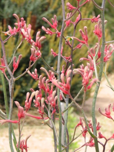 Anigozantos flavidus hybrid (Kangaroo Paw) Anigozantos flavidus hybrid (Kangaroo Paw)
