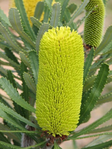 Banksia Banksia