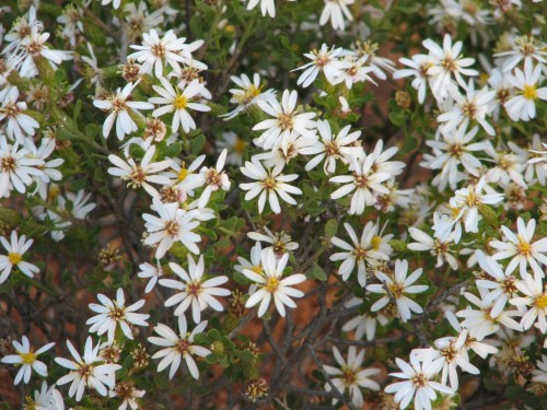 Flowers at Gluepot Bird Reserve Flowers at Gluepot Bird Reserve