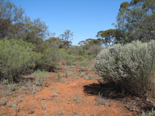 Bush scene at Gluepot Bird Reserve. Bush scene at Gluepot Bird Reserve.