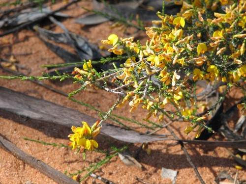 Wildflowers at Gluepot Reserve Wildflowers at Gluepot Reserve