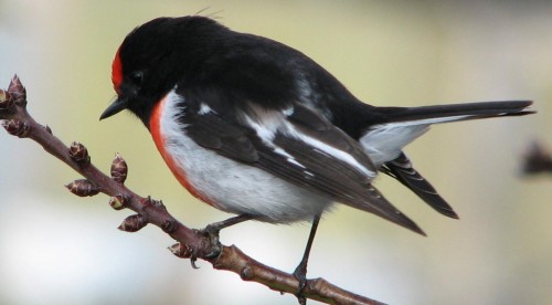 Red Capped Robin Red Capped Robin