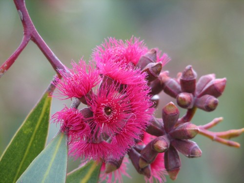 Eucalyptus flowers Eucalyptus flowers