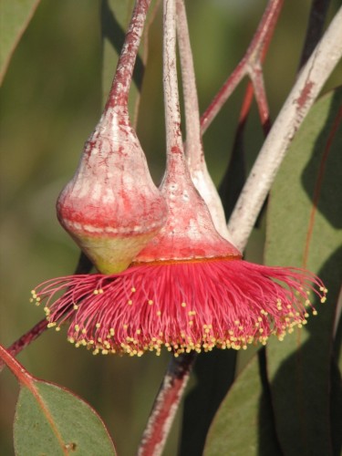 Eucalyptus flowers Eucalyptus flowers