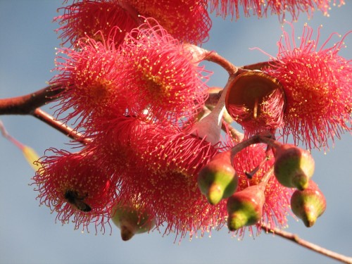 Flowers of a Eucalyptus Tree Flowers of a Eucalyptus Tree
