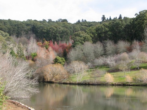 Mt Lofty Botanic Gardens in winter Mt Lofty Botanic Gardens in winter