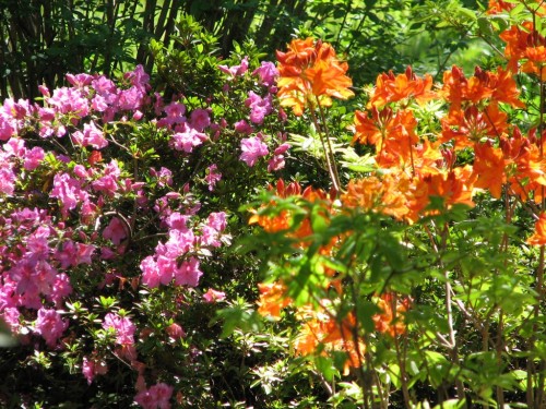 Mt Lofty Botanic Gardens Mt Lofty Botanic Gardens