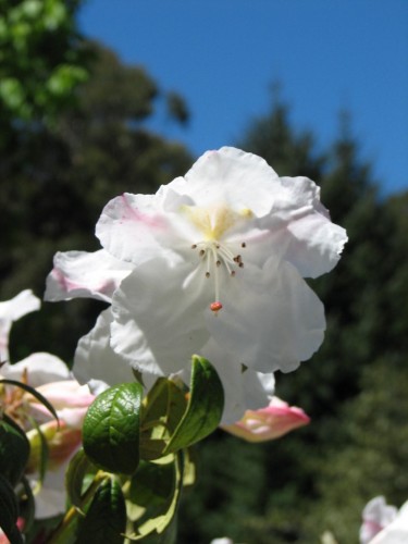 Mt Lofty Botanic Gardens Mt Lofty Botanic Gardens