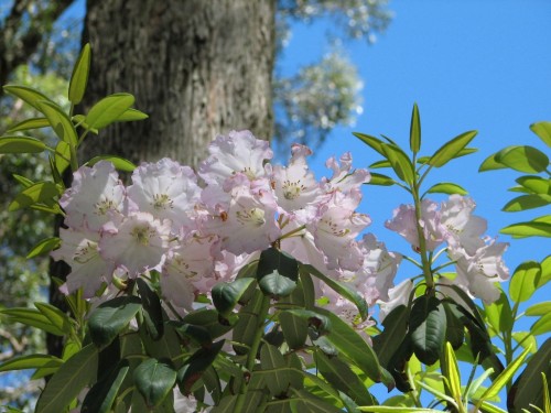 Mt Lofty Botanic Gardens Mt Lofty Botanic Gardens