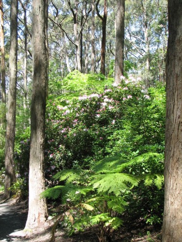 Mt Lofty Botanic Gardens Mt Lofty Botanic Gardens