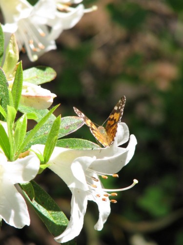 Butterfly in the Mt Lofty Botanic Gardens Butterfly in the Mt Lofty Botanic Gardens