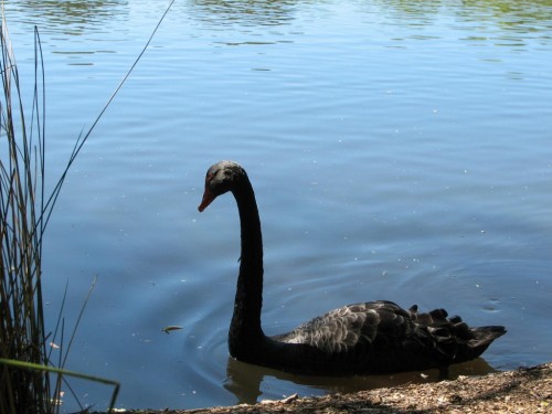 Black Swan, Mt Lofty Botanic Gardens Black Swan, Mt Lofty Botanic Gardens