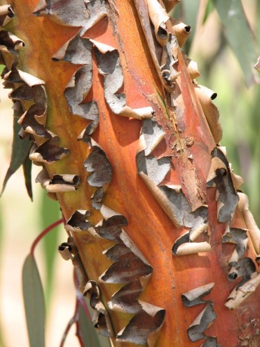 Bark on a tree Bark on a tree