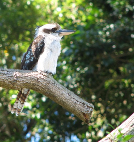 Laughing Kookaburra Laughing Kookaburra