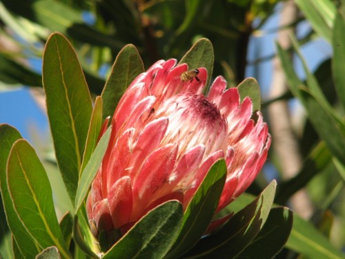 Protea flower at Wittunga Botanic Gardens Protea flower at Wittunga Botanic Gardens
