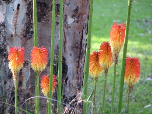 Flowers in the Wittunga Botanic Gardens Flowers in the Wittunga Botanic Gardens