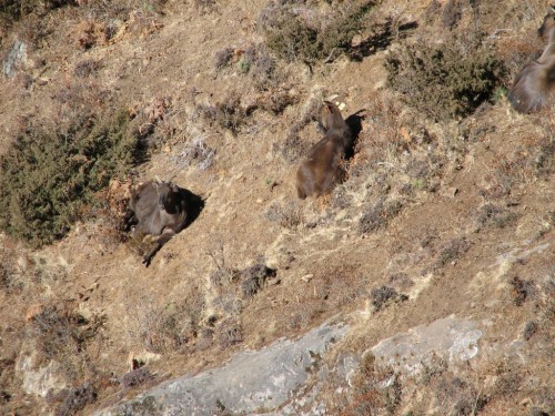 Himalayan Thar Himalayan Thar