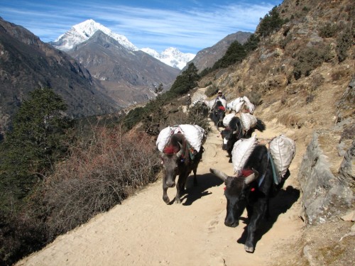 Yak train near Namche Bazar. Yak train near Namche Bazar.