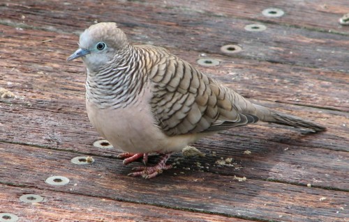 Peaceful Dove, Cleland Wildlife Park Peaceful Dove, Cleland Wildlife Park