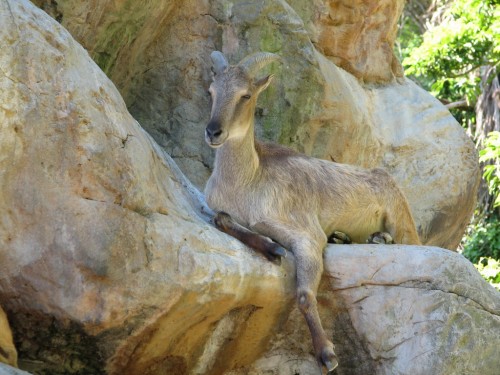 Himalayan Tahr Himalayan Tahr