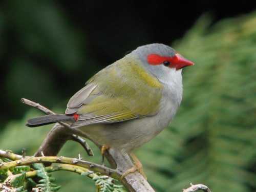 Red Browed Finch Red Browed Finch