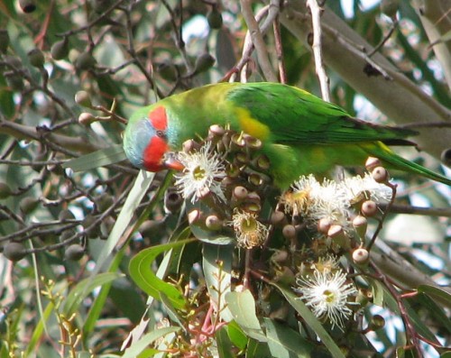 Musk Lorikeet Musk Lorikeet