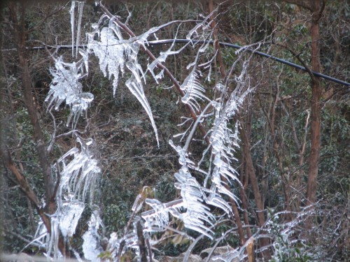 Icicles on a bush Icicles on a bush
