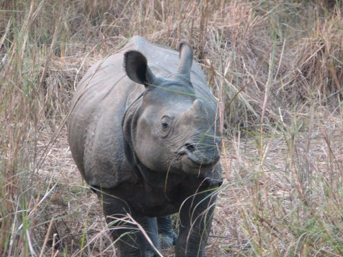 Rhinoceros in Royal Chitwan National Park Rhinoceros in Royal Chitwan National Park