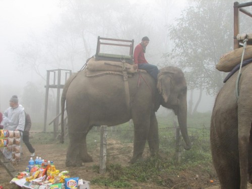 Elephant ride in Chitwan National Park Elephant ride in Chitwan National Park