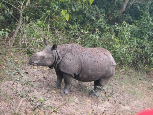 Rhinoceros in Royal Chitwan National Park Rhinoceros in Royal Chitwan National Park