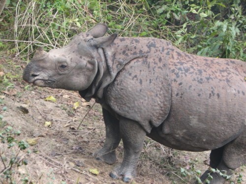 Rhinoceros in Royal Chitwan National Park, Nepal Rhinoceros in Royal Chitwan National Park, Nepal