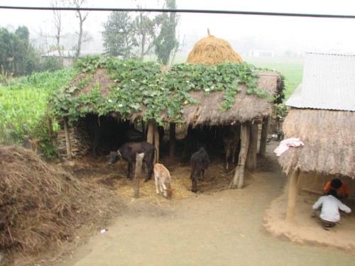 Farm life in Nepal Farm life in Nepal