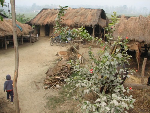 Farm life in Nepal Farm life in Nepal