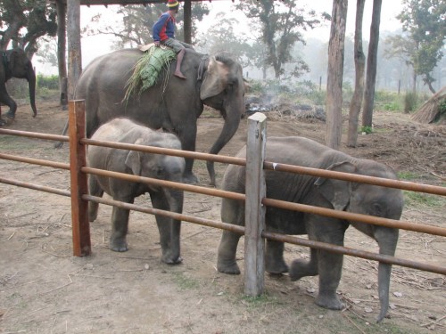Elephant Breeding Centre, Nepal Elephant Breeding Centre, Nepal