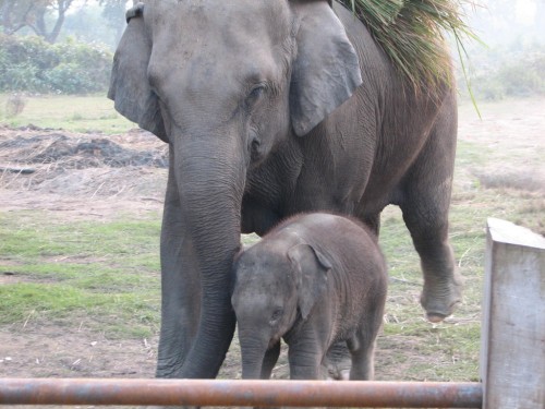 Elephant Breeding Centre, Nepal Elephant Breeding Centre, Nepal