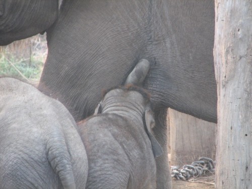 Elephant Breeding Centre, Nepal Elephant Breeding Centre, Nepal