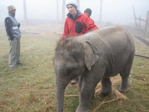 Baby elephant Baby elephant