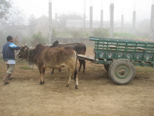 Ox cart ride in rural Nepal Ox cart ride in rural Nepal