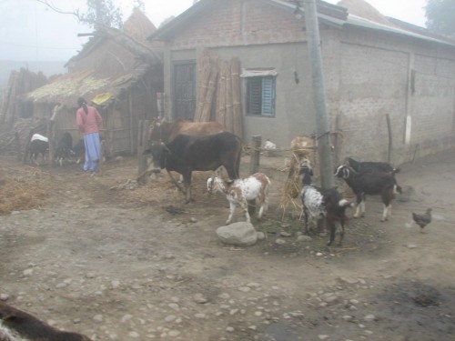 Rural scene near Chitwan Rural scene near Chitwan