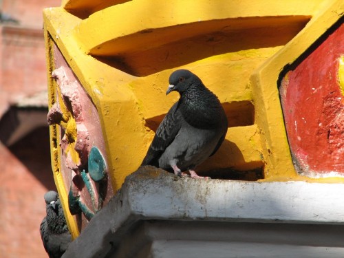 Feral Pigeon in Kathmandu Feral Pigeon in Kathmandu