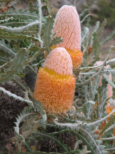 Banksias Banksias