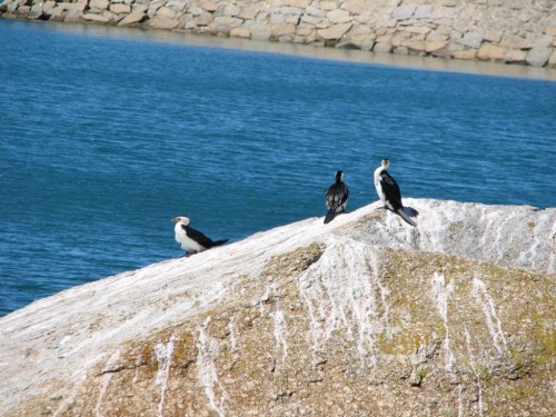 Little Pied Cormorants on Granite Island Little Pied Cormorants on Granite Island