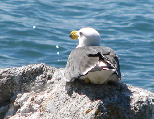 Pacific Gull Pacific Gull