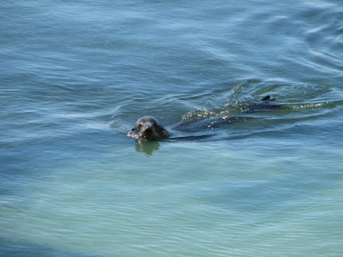 Australian Sea-lion Australian Sea-lion
