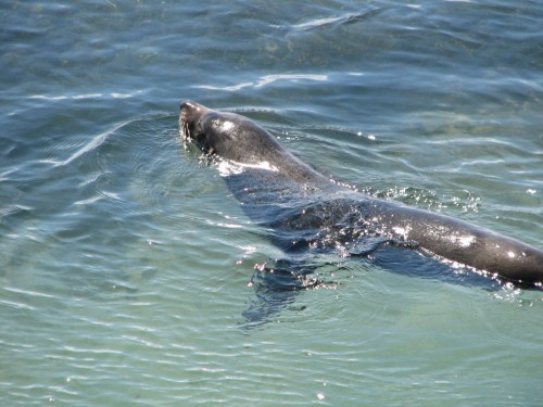 Australian Sea-lion, Granite Island Australian Sea-lion, Granite Island